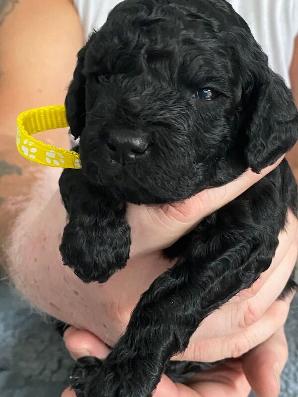 Cockapoo puppies for sale in Crook, Durham – 4 weeks old - Image 3 of 3