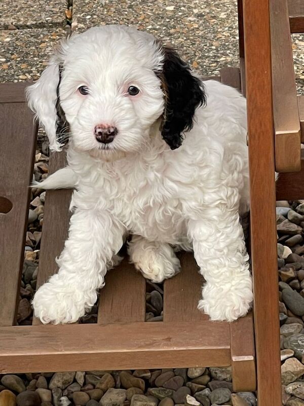 Cockapoo puppies for sale in Bridlington, East Riding of Yorkshire – KC registered, 6 weeks old