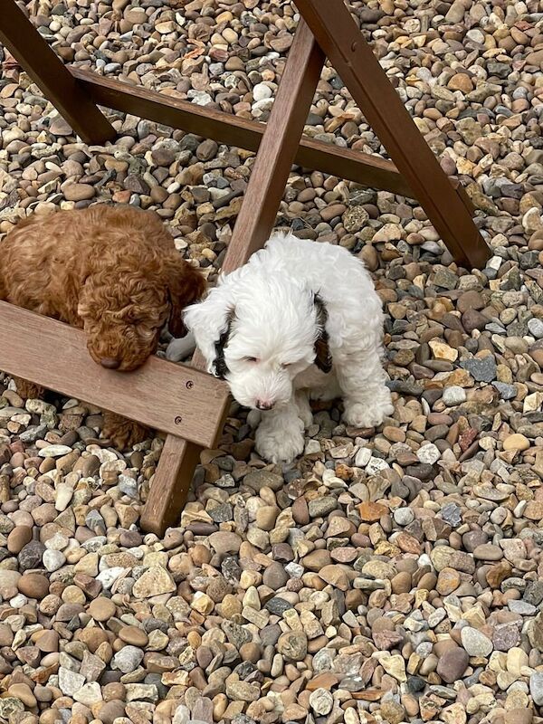 Cockapoo puppies for sale in Bridlington, East Riding of Yorkshire – KC registered, 6 weeks old - Image 2 of 3