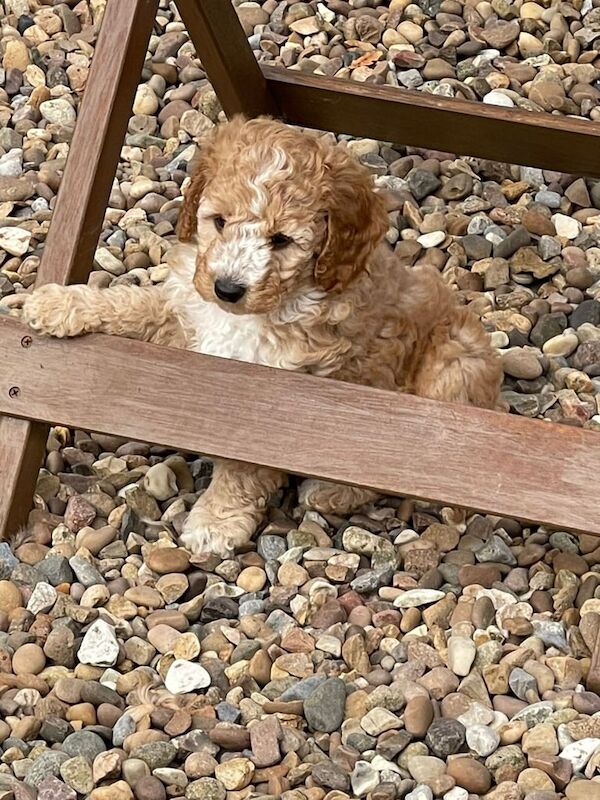 Cockapoo puppies for sale in Bridlington, East Riding of Yorkshire – KC registered, 6 weeks old - Image 3 of 3