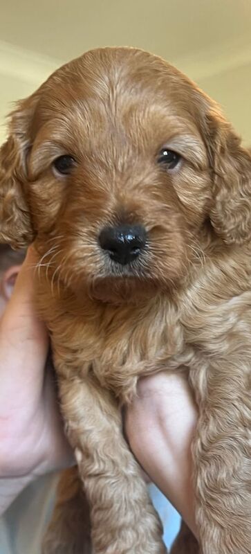 Cockapoo puppies for sale in Cupar, Fife – 9 weeks old