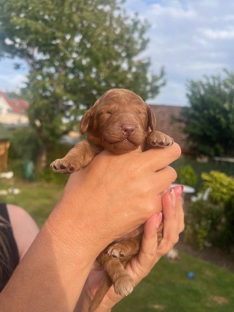 Cockapoo puppies for sale in Cupar, Fife – 9 weeks old - Image 2 of 3