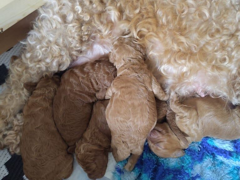 Cockapoo puppies for sale in Cupar, Fife – 9 weeks old - Image 3 of 3