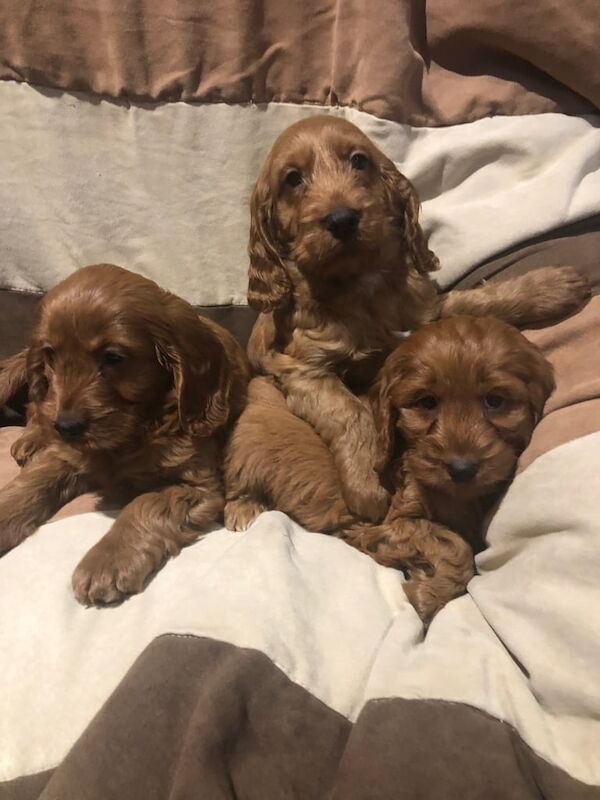 Cockapoo puppies for sale in Dungannon, County Tyrone – 8 weeks old
