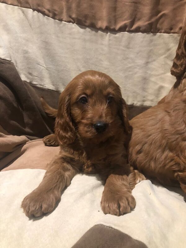 Cockapoo puppies for sale in Dungannon, County Tyrone – 8 weeks old - Image 2 of 6