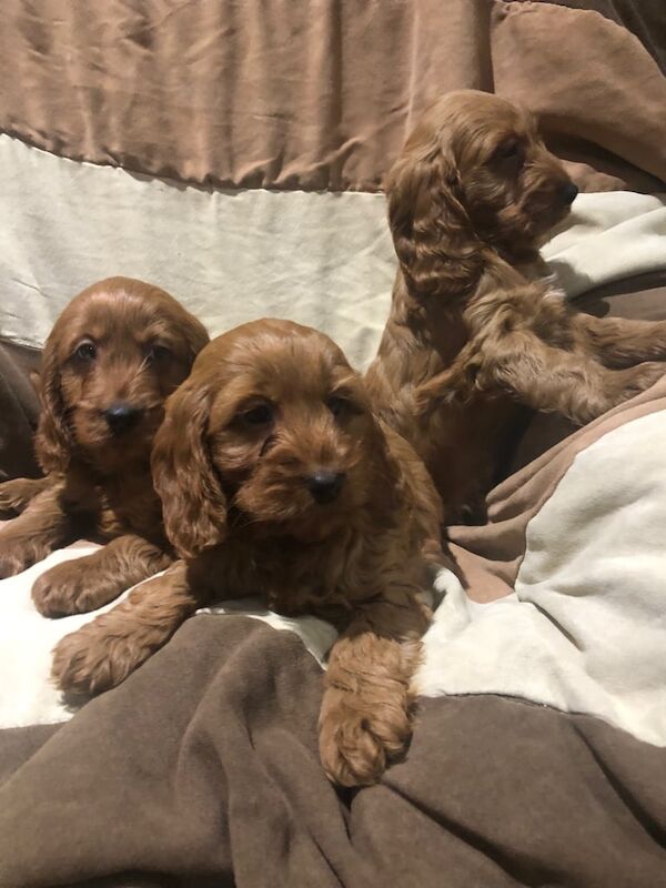 Cockapoo puppies for sale in Dungannon, County Tyrone – 8 weeks old - Image 3 of 6