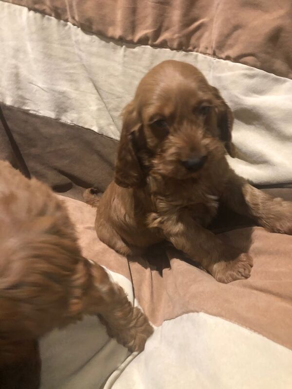 Cockapoo puppies for sale in Dungannon, County Tyrone – 8 weeks old - Image 4 of 6
