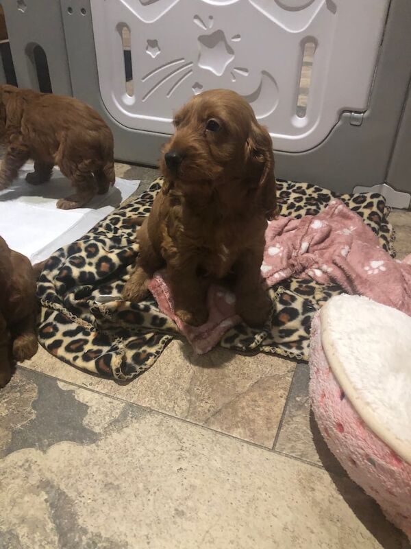 Cockapoo puppies for sale in Dungannon, County Tyrone – 8 weeks old - Image 5 of 6