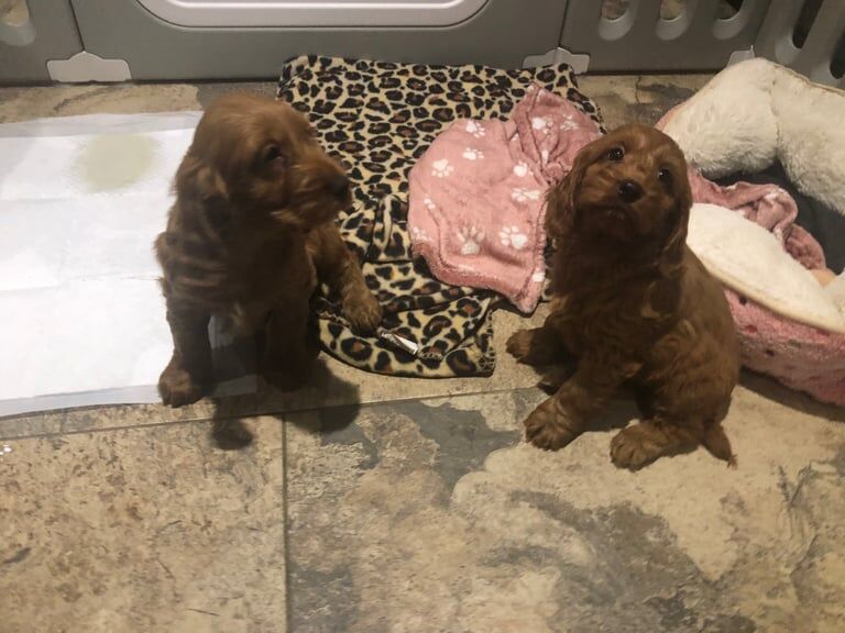Cockapoo puppies for sale in Dungannon, County Tyrone – 8 weeks old - Image 6 of 6