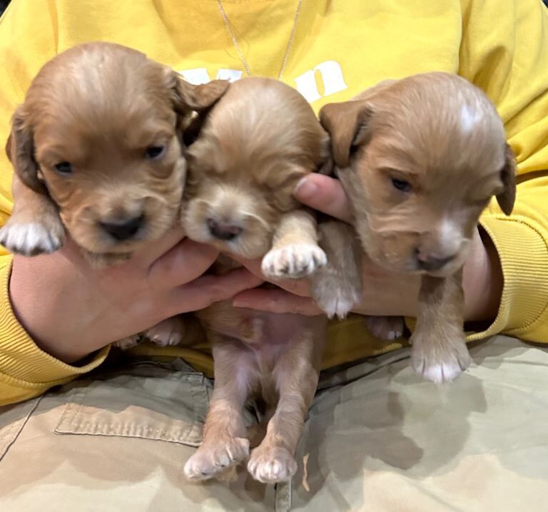 Cockapoo puppies for sale in Thetford, Norfolk – 3 weeks old