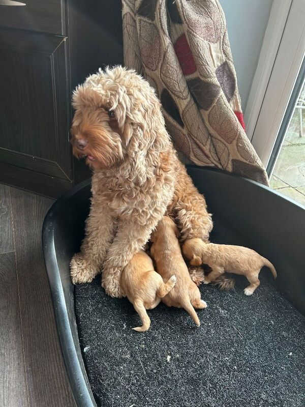 Cockapoo puppies for sale in Thetford, Norfolk – 3 weeks old - Image 2 of 6
