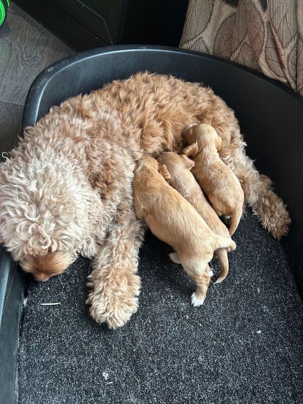 Cockapoo puppies for sale in Thetford, Norfolk – 3 weeks old - Image 3 of 6