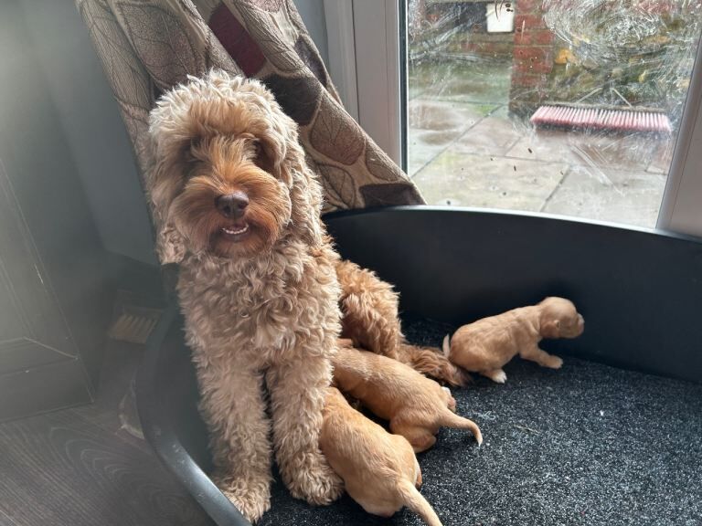 Cockapoo puppies for sale in Thetford, Norfolk – 3 weeks old - Image 4 of 6