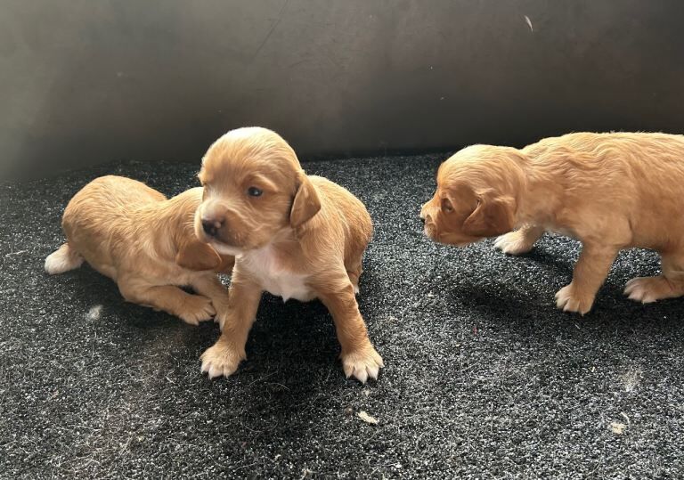 Cockapoo puppies for sale in Thetford, Norfolk – 3 weeks old - Image 6 of 6