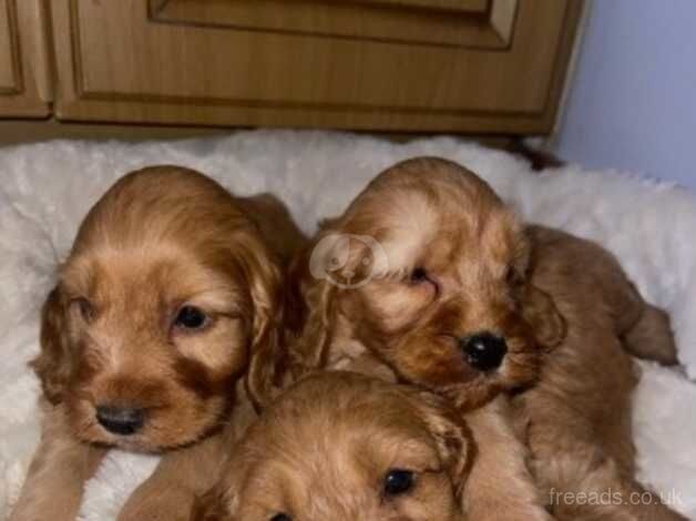 Cockapoo puppies for sale in County Armagh – 1 year old - Image 2 of 5