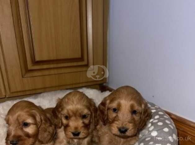 Cockapoo puppies for sale in County Armagh – 1 year old - Image 4 of 5