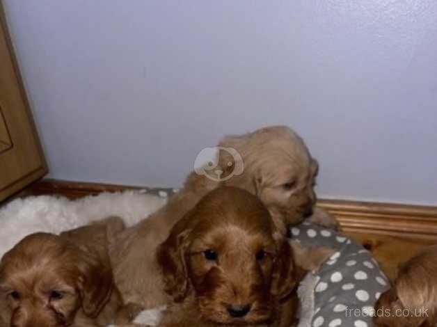 Cockapoo puppies for sale in County Armagh – 1 year old - Image 5 of 5