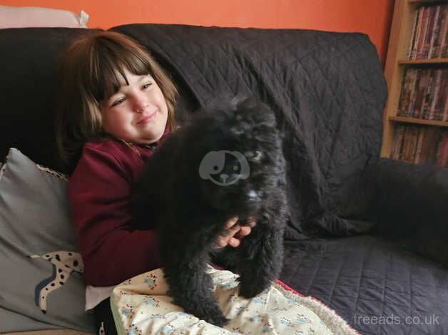 Cockapoo puppies for sale in Bordon, Hampshire – 1 year old - Image 2 of 5