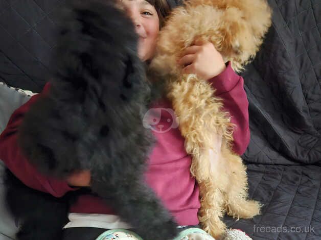 Cockapoo puppies for sale in Bordon, Hampshire – 1 year old - Image 3 of 5