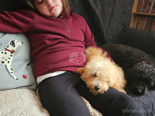 Cockapoo puppies for sale in Bordon, Hampshire – 1 year old - Image 4 of 5