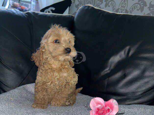 Cockapoo puppies for sale in Henfield, Gloucestershire – 1 year old - Image 2 of 5