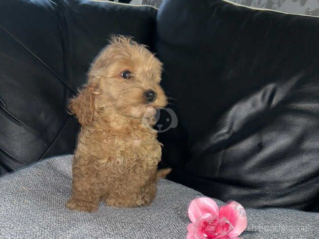 Cockapoo puppies for sale in Henfield, Gloucestershire – 1 year old - Image 3 of 5