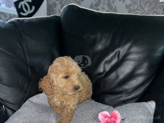 Cockapoo puppies for sale in Henfield, Gloucestershire – 1 year old - Image 5 of 5