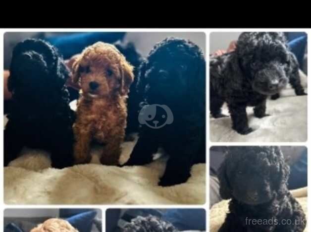 Cockapoo puppies for sale in Torquay, Devon – 1 year old - Image 3 of 3