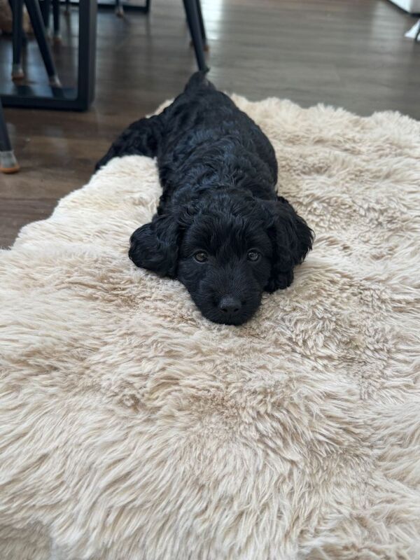 Cockapoo Puppies - Middlewich, Cheshire