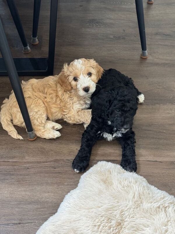 Cockapoo Puppies - Middlewich, Cheshire - Image 2 of 6