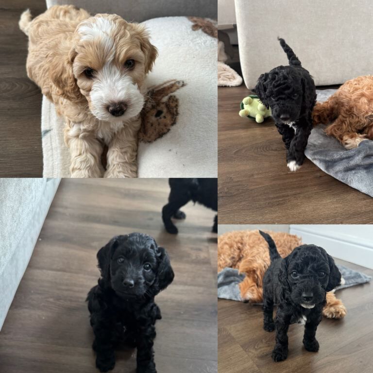 Cockapoo Puppies - Middlewich, Cheshire - Image 4 of 6