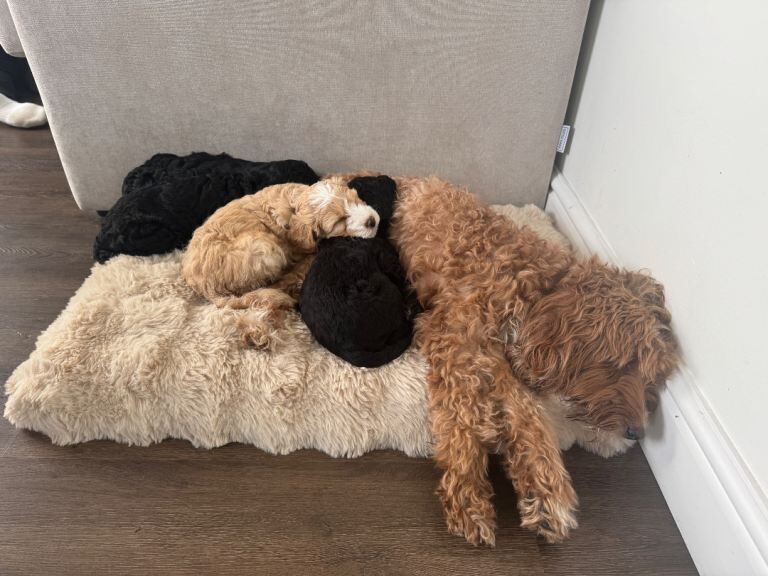 Cockapoo Puppies - Middlewich, Cheshire - Image 5 of 6
