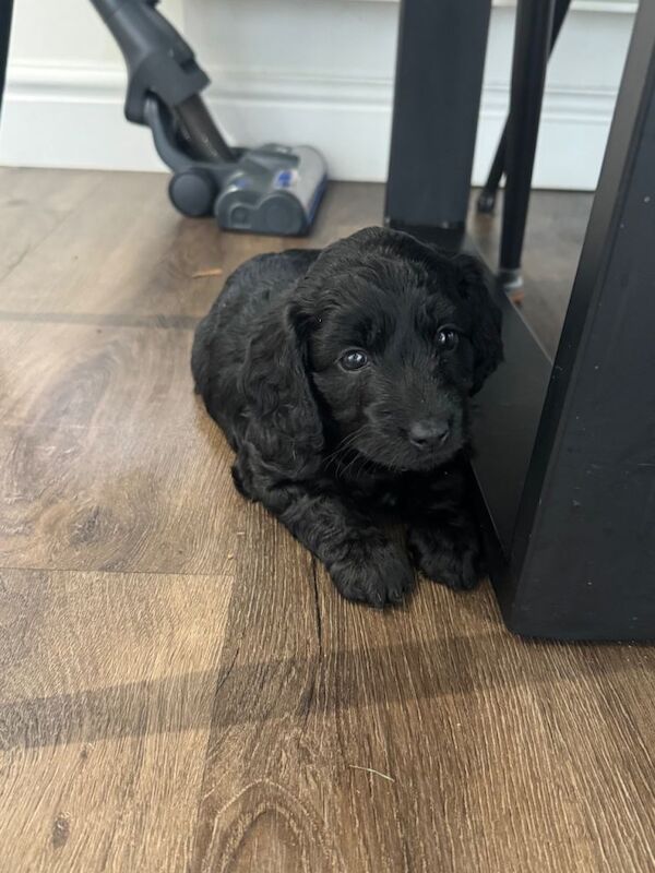 Cockapoo Puppies - Middlewich, Cheshire - Image 6 of 6