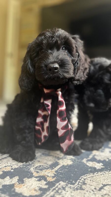 Cockapoo puppies for sale in Barnsley, South Yorkshire – KC registered, 8 weeks old