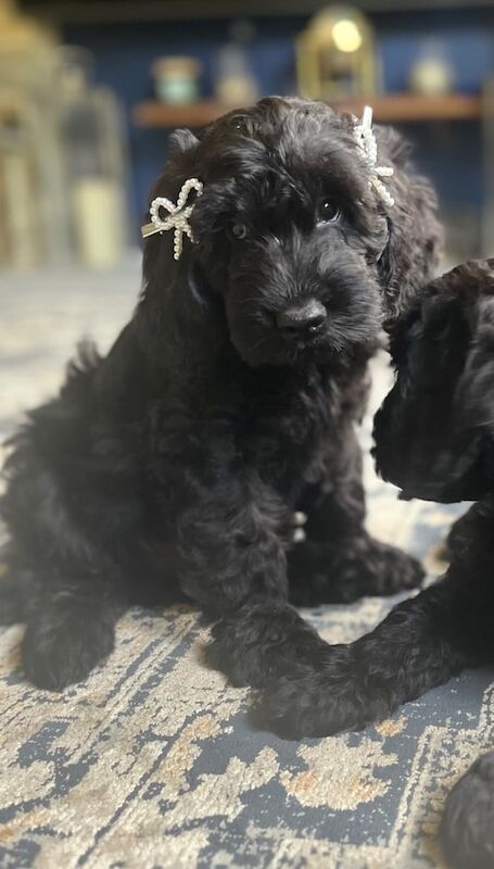 Cockapoo puppies for sale in Barnsley, South Yorkshire – KC registered, 8 weeks old - Image 2 of 3