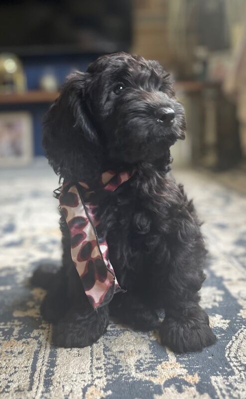 Cockapoo puppies for sale in Barnsley, South Yorkshire – KC registered, 8 weeks old - Image 3 of 3