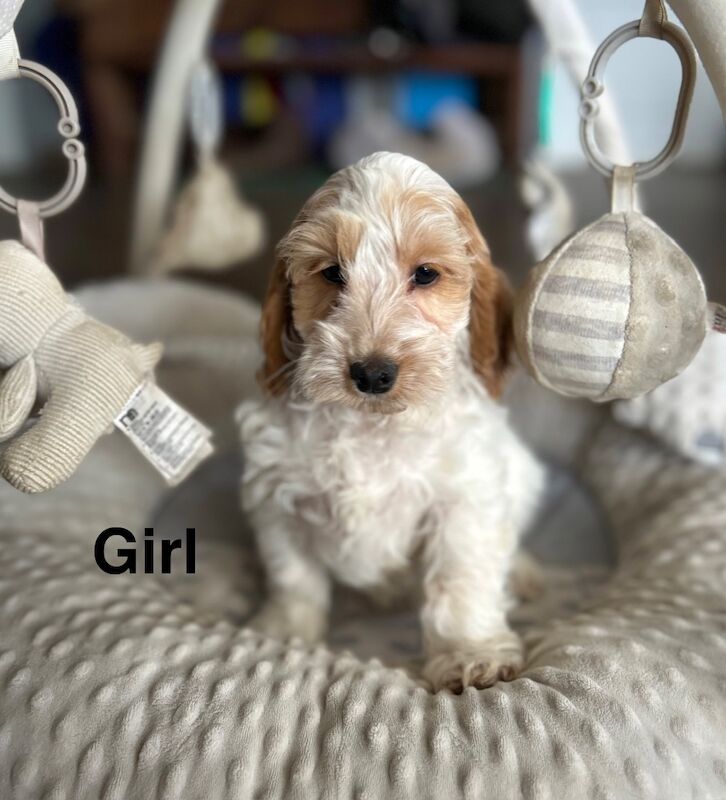 Cockapoo puppies now ready for a home - Image 2 of 4