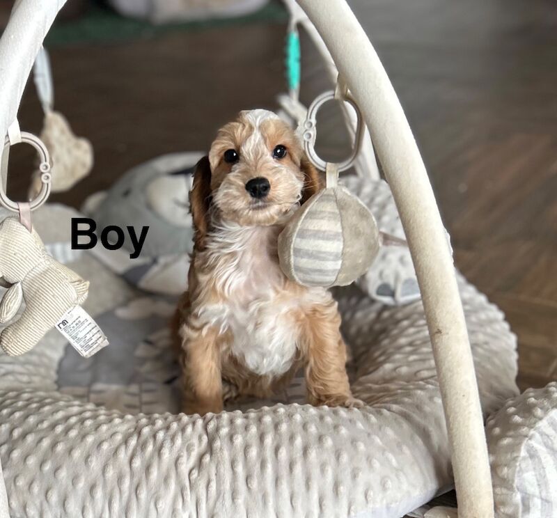 Cockapoo puppies now ready for a home - Image 3 of 4