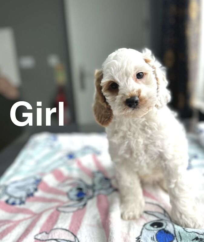 Cockapoo puppies now ready to find there forever homes
