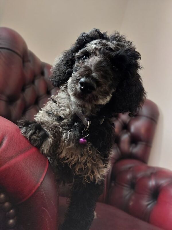 Cockapoo puppies for sale in Callington, Cornwall – 8 weeks old