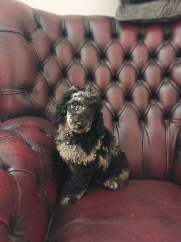 Cockapoo puppies for sale in Callington, Cornwall – 8 weeks old - Image 2 of 3