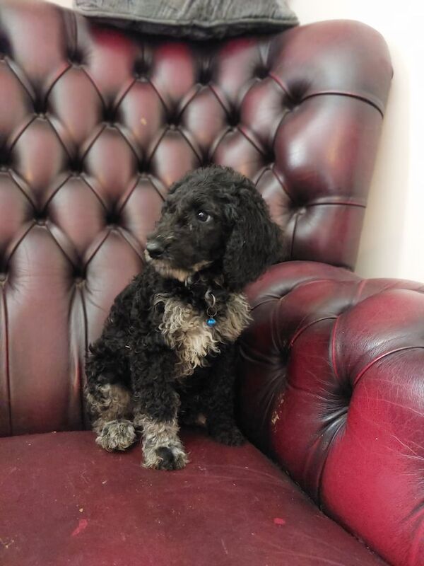 Cockapoo puppies for sale in Callington, Cornwall – 8 weeks old - Image 3 of 3