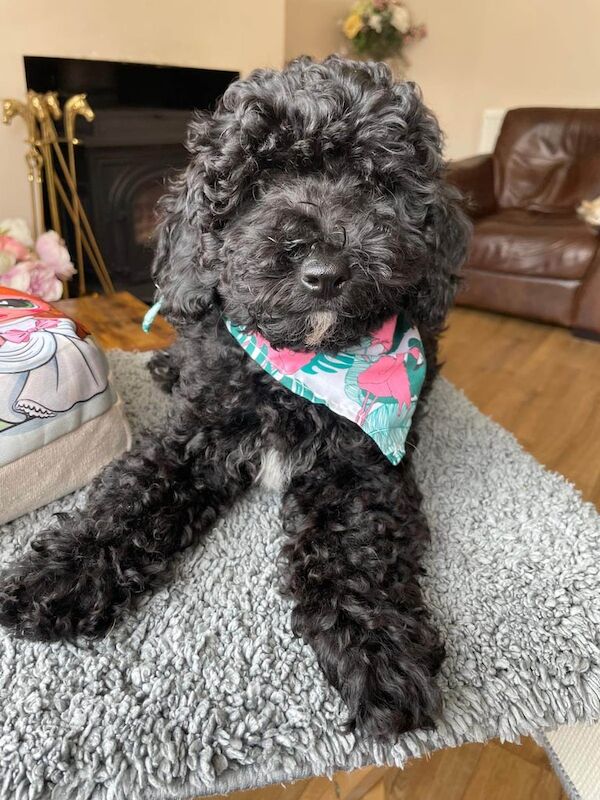Cockapoo puppies for sale in Frampton Cotterell, Gloucestershire – 3 months old