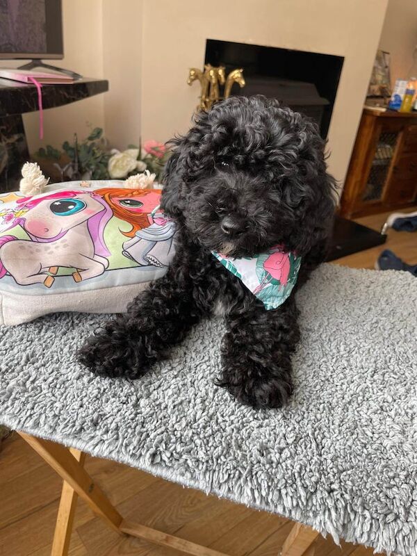 Cockapoo puppies for sale in Frampton Cotterell, Gloucestershire – 3 months old - Image 2 of 3