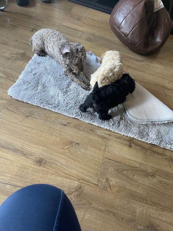 Cockapoo puppies for sale in Frampton Cotterell, Gloucestershire – 3 months old - Image 3 of 3