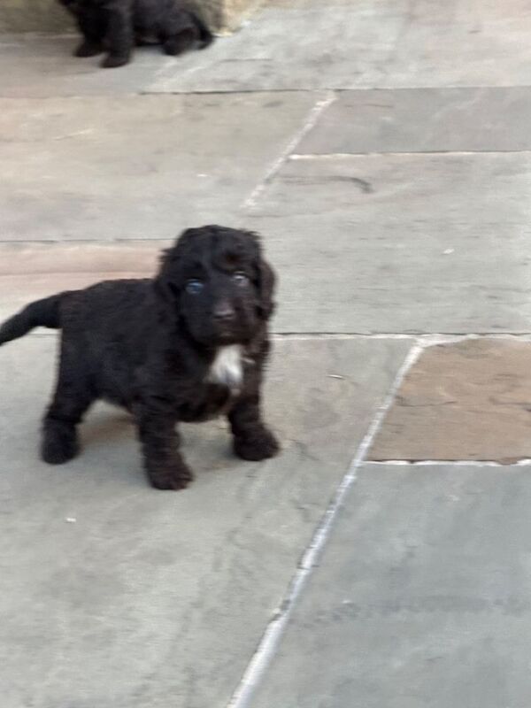 Cockapoo puppies ready 10.09.26 - Image 3 of 6