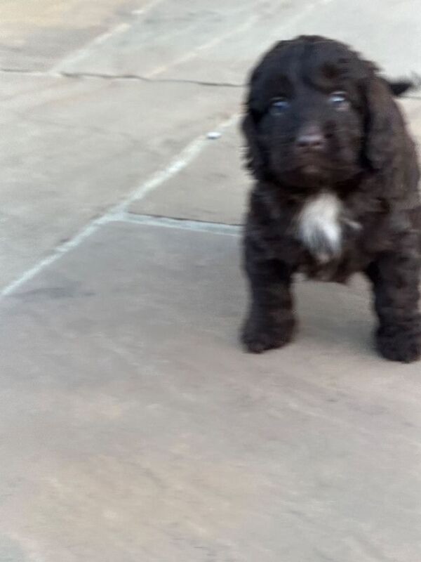 Cockapoo puppies ready 10.09.26 - Image 4 of 6