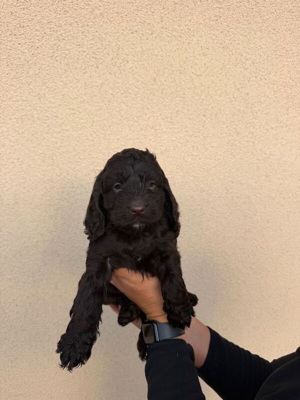 Cockapoo puppies ready 10.09.26 - Image 5 of 6