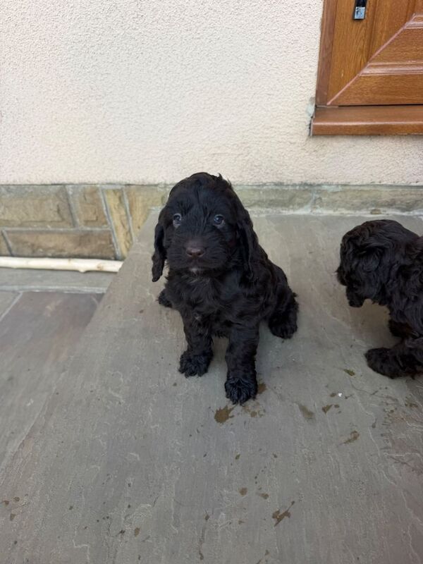 Cockapoo puppies ready 10.09.26 - Image 6 of 6