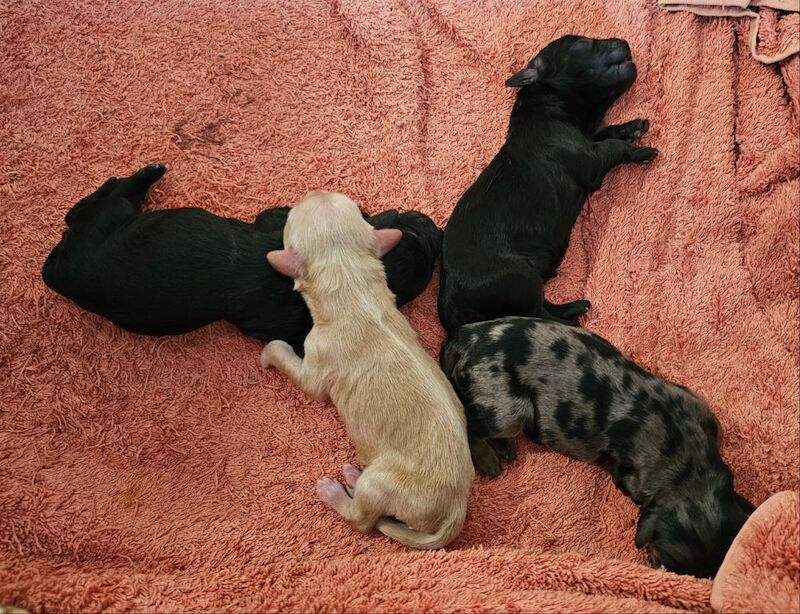 Cockapoo puppies for sale in Doncaster, South Yorkshire – 5 weeks old - Image 2 of 14